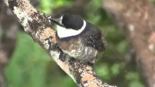 Brown-banded Puffbird (Notharchus ordii) - Cassin, 1851
