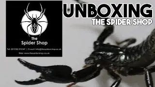UNBOXING my crimbo pressies from The Spider Shop (Part 1) by predatororpreyonline