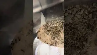 What I feed my Pogonomyrmex ants