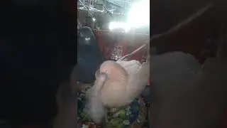 ১৫ জানুয়ারী, ২০২০