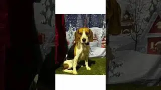 #petlovers #animalrescue #lostpets#doglife #catlovers #farmlife #history #music #christmas #ireland