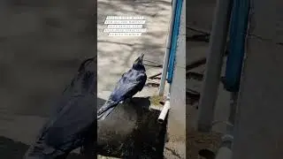 #savewater #shorts #status #savebirds