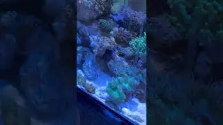 Little algae blenny I had in my nano tank #reeflife #reeftank #reefbuilders #reeffish #reefworld