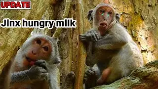 Big fat and lovely JINX crying ask mom JADE allow milk