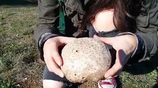 Calvatia - White Pasture Puffball