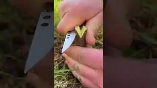 whip and tongue and other grafts | tree grafting