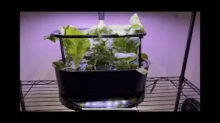 Starting Seeds in Hydroponic