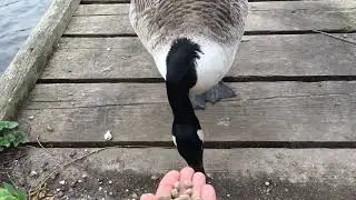 Hand Feeding Canada Goose - Nature Walks