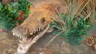 Rainforest Cafe (Grapevine) Alligator animatronic