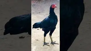 Aseel hen black line #aseel #rooster #hens