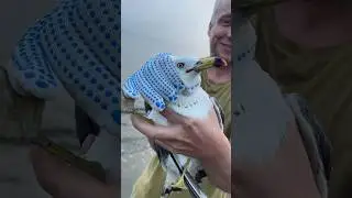 Поймали Чайку на удочку. Нечаянно🥲В леске запуталась, все обошлось