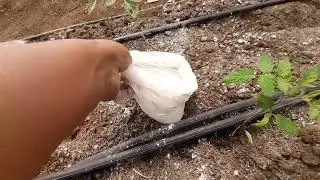 Si siembras TOMATE, no debe faltarte la CAL, mira el INCREÍBLE uso que salvará tus Plantas.