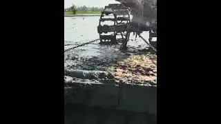 Mini farm tractor plowing in mud farm for planting rice (600) #shorts