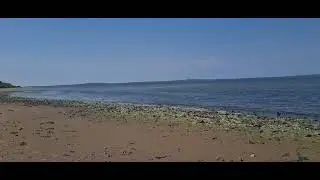 sandpipers glistening fly fast n low on littor strand.