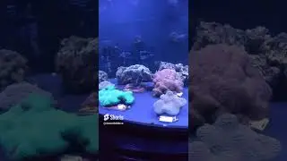 Coral Rescue Center at SeaWorld Orlando