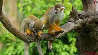 ABC Animal Action Song 🦁 | Learn Phonics & Fun Movements for Kids (3D Animation)