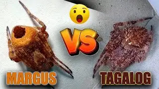 MARGUS TALAAN TIGRE MASBATE AT POKEMON | SPIDER FIGHT 2024