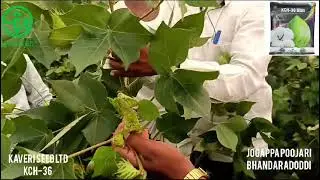 KAVERI SEEDS LTD    ಕಂಪನಿಯ ಹೂಸ ತಳೆ KCH-36  ರೈತರು ಹಂಚಿಕೊಂಡ ಬೆಳೆಯ ಬಗ್ಗೆ ಮಾಹಿತಿ