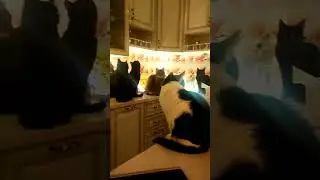 Совещание в кот думе