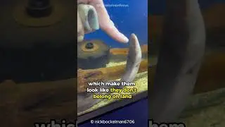 Amphiuma | This is not an Eel and not a Salamander