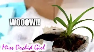 I received an amazing, rare Orchid!!