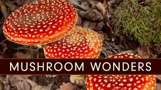 Fly Agaric Time Lapse and More! - Mushroom Wonders