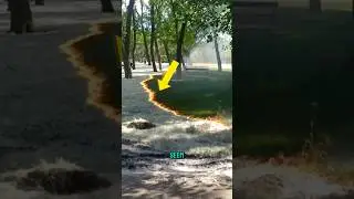 Why Dandelion Fluff Burns Fast and Vanishes Quickly.