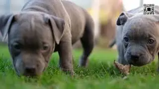 Puppy Playtime: Adorable Furballs Discover the Joy of Grass!