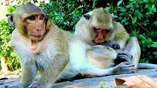 Great video of monkey family, Kind Jane family looks adorable and friendly