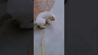 Beautiful New Cat 🐱🐱#shots #viral video