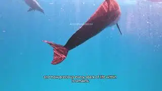 The Silent Symphony of the Deep Blue
