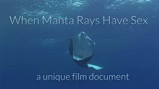 Manta Ray Love Affair - A Rare Film Document Of Copulating Manta Rays - Nature TV