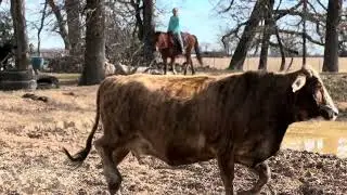 Wrangler 