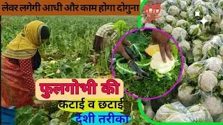 😱Cutting and sorting cabbage the modern way!! This method saves a lot of time!! #cauliflower#gobi