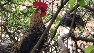 Tiếng G&agrave; tre rừng g&aacute;y #animals #birds /Cute Animal -VN 7979