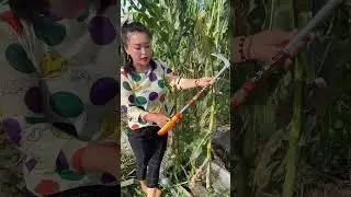 Rural Farmer have community kitchens #16559
