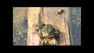 Major challenges for northern leopard frogs