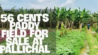56 cents paddy field with lorry access for sale at Pallichal