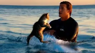 Dolphin Saves Kitten from Drowning and Hands It to Surfer | AI-Generated Ocean Rescue!  #ai