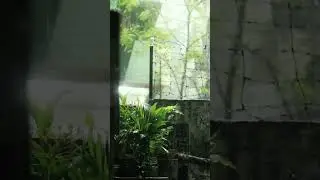 Rain in the Backyard
