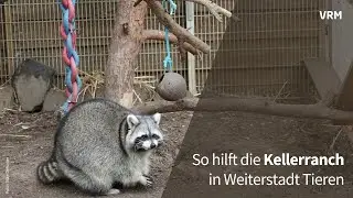 So hilft der Gnadenhof Kellerranch in Weiterstadt Tieren