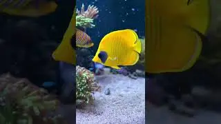 BEAUTIFUL semilarvatus butterfly fish feeding #aquarium #reeftank #aquariumfish #reefaquarium