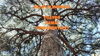 PALOS DEL FLAMENCO. LO QUE NUNCA TE HAN CONTADO. CUATRO RAMAS FUNDAMENTALES