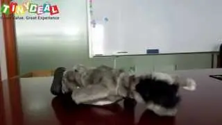 Crazy Donkey! Donkey Harlem Shake! Electronic Shaking-head Donkey Toy!