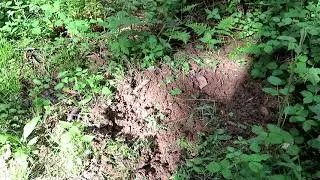 Die Ernstbahn & ihre Gruben E31 - Suche nach Grube Maria (2)/A mining tram & its mines S01E31