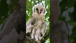 Juvenile Verreaux&rsquo;s Eagle-Owl | 4 star