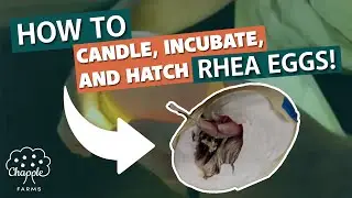 Candling, Incubating and ?!Hatching!? RHEA Eggs