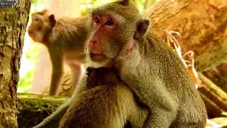 Jane sad monkey