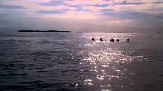zicspeed bananabots pulau  seribu