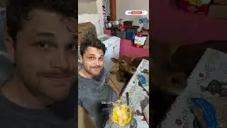 &Eacute; UM CACHORRO NO CORPO DE UMA MINI VACA #gustavotubarao
